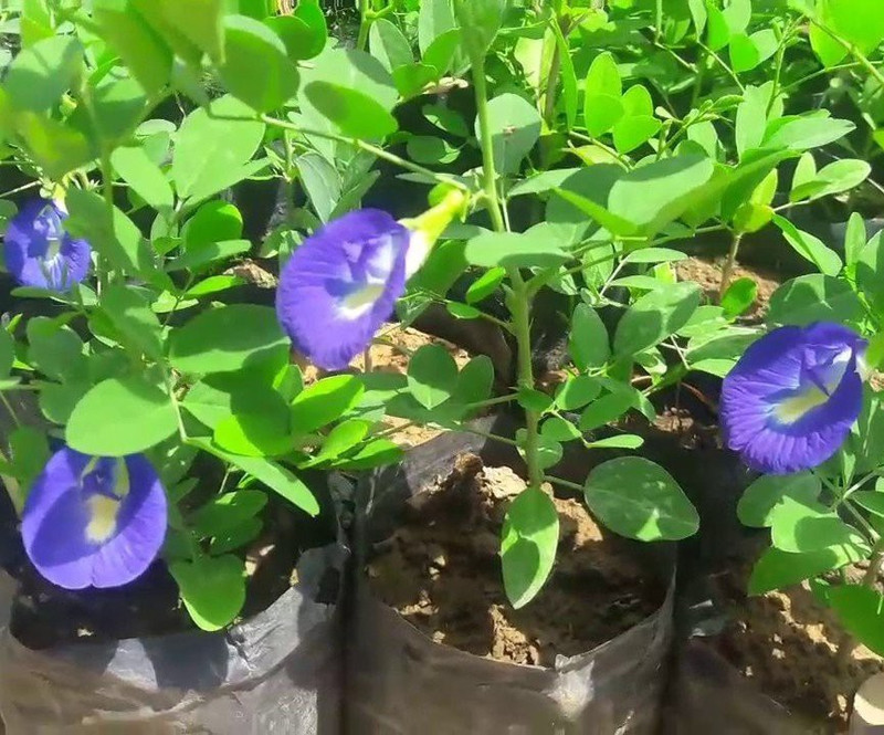 Vamsha Nature Care Live Blue Butterfly Pea / Aparajita / Shankupushpam Flower Plant Saplings in Pot - Lord Shivas Favorite n with Numerous Health Benefits Plant(Hybrid, Pack of 1, Herb)