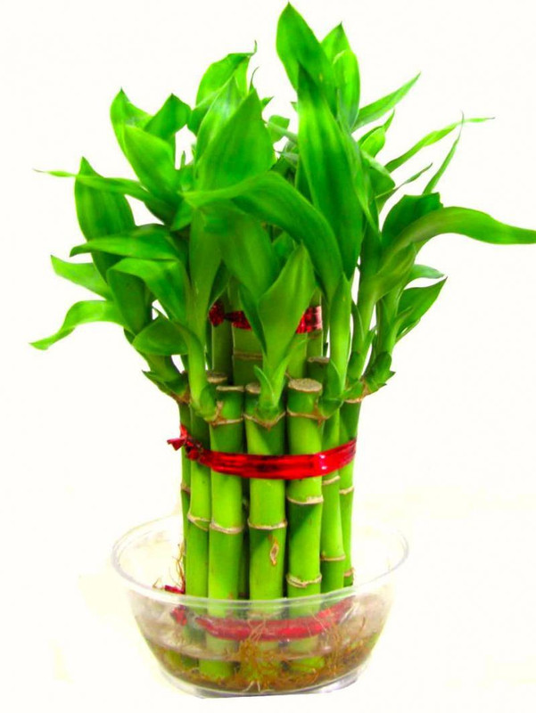 water heaven Water heaven 2 layer green feng shui lucky bamboo plant Plant(Pack of 1, Bamboo)