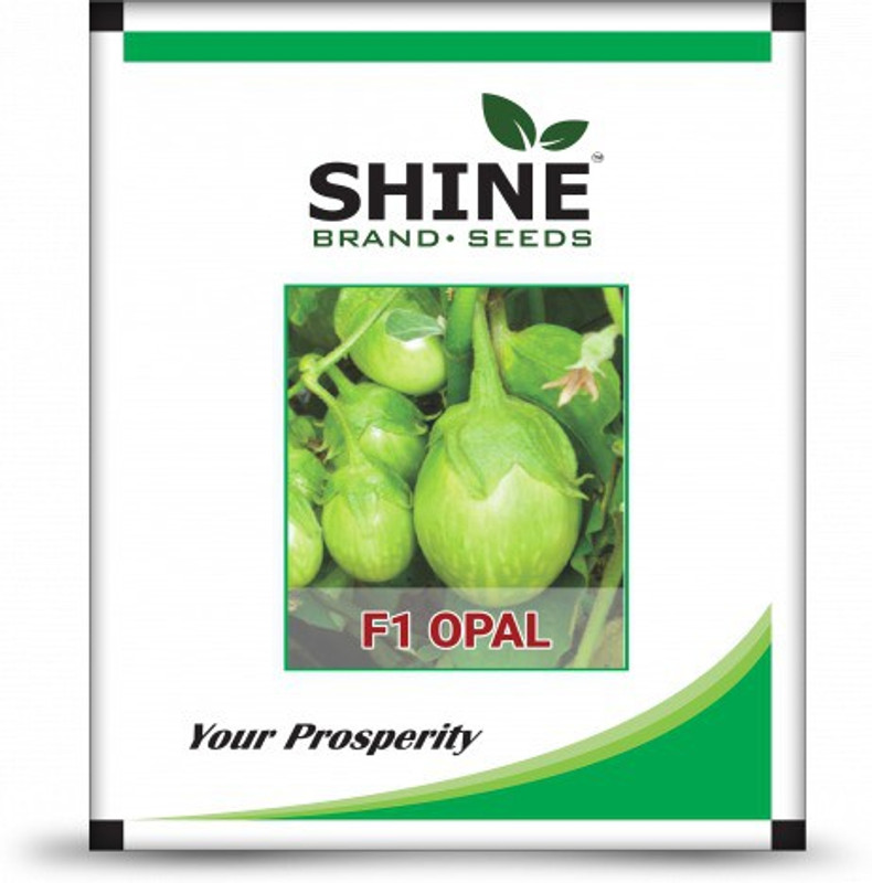 shine brand seeds Brinjal - F1 Opal (10 Gm) (Opal) Seed(10 per packet)