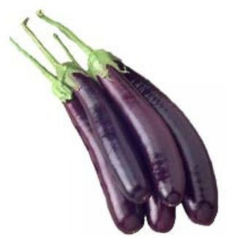 shine brand seeds Brinjal F1- Lucky(10 G) Seed(10 per packet)