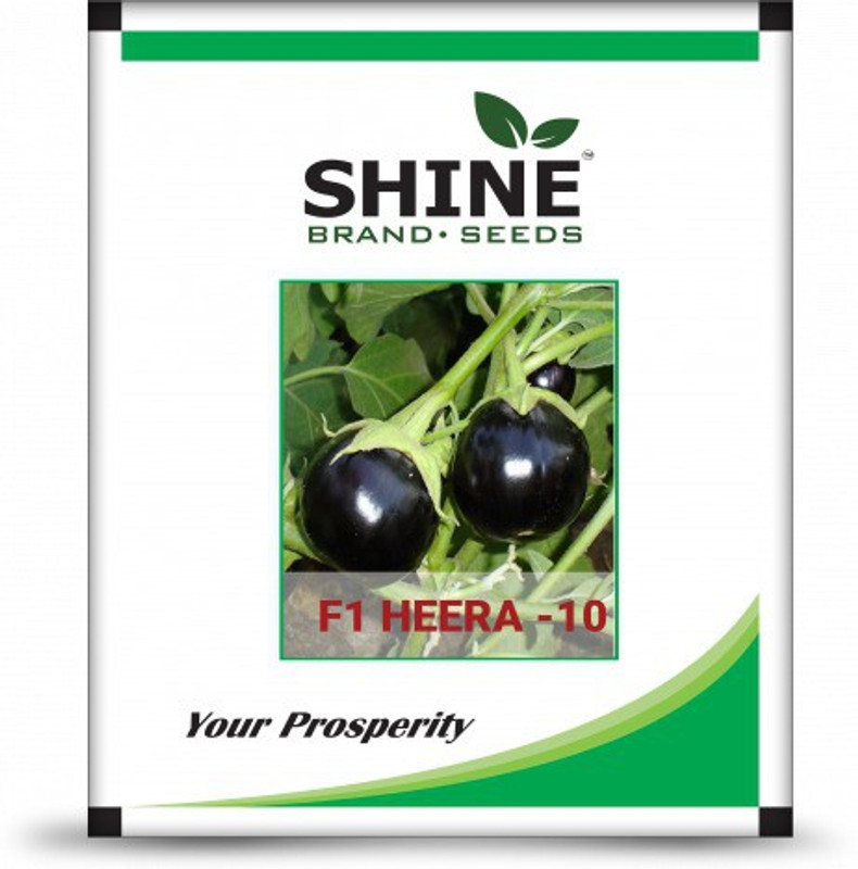 shine brand seeds Brinjal - F1 Heera (10gm ) (Heera10) Seed(10 per packet)