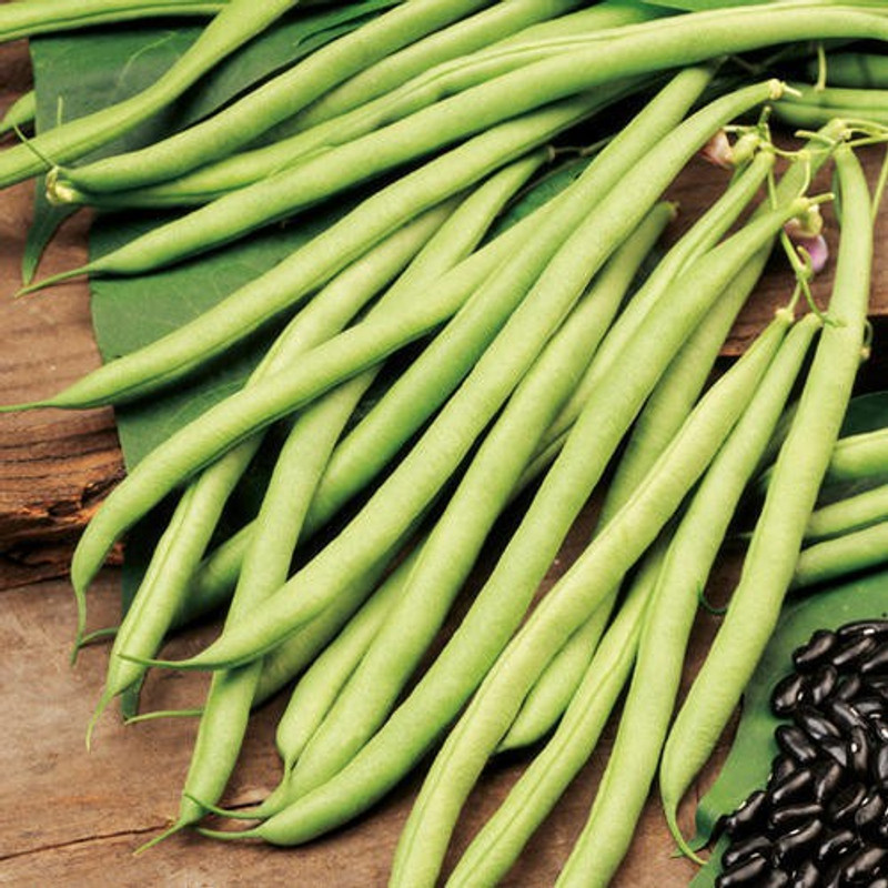 shine brand seeds BUSH BEAN- VIKRAM(1 pack of 500 gm) Seed(500 per packet)