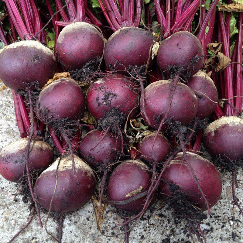 shine brand seeds BEET ROOT F1 - RED BALL(1 PACK OF 50 GM) Seed(50 per packet)