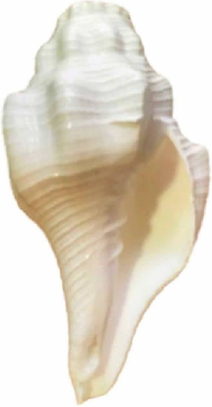 hind home Vamavarti blowing shank [11.5 cm] Decorative, Blowing Shankh(White)