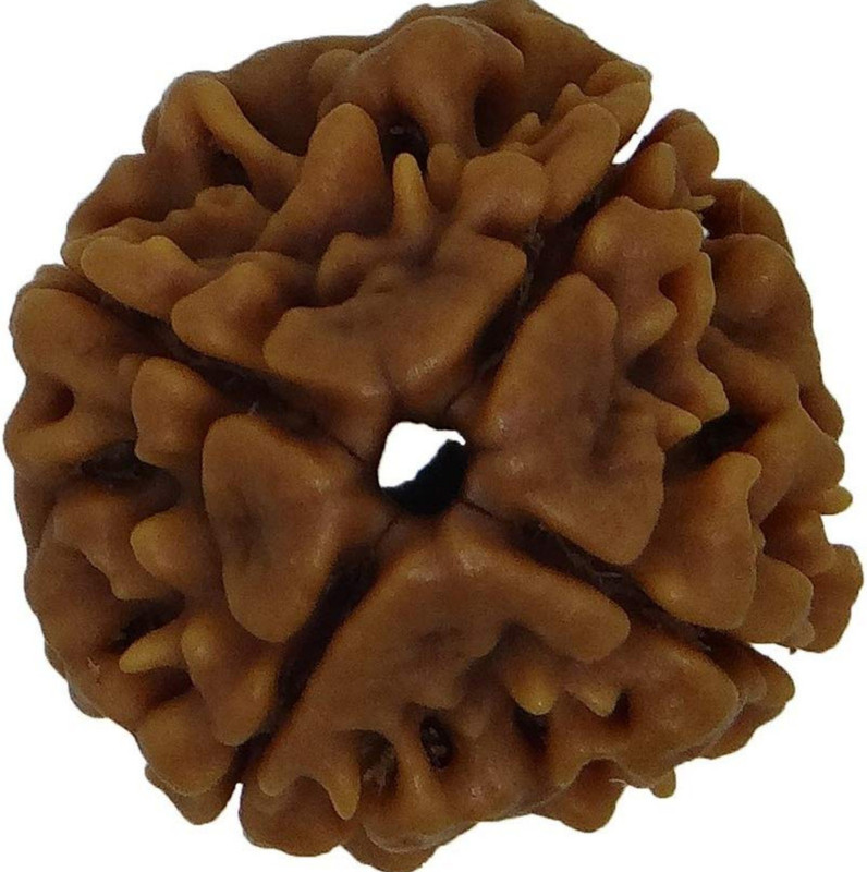 gem shop india Original 4 Mukhi Rudraksha Wood