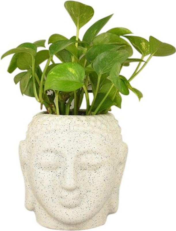 myflowertree Divine Money Plant with Beautiful Porcelain Buddha Head Shape Pot Plant(Hybrid, Pack of 2, Shrub)