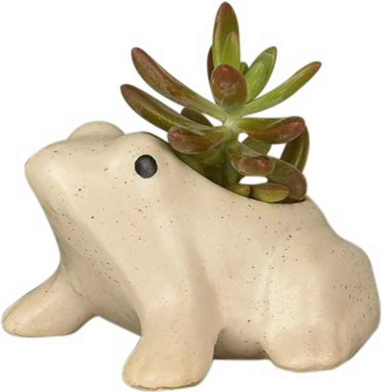 myflowertree Succulent Plant Plant(Hybrid, Pack of 1, Succulent)