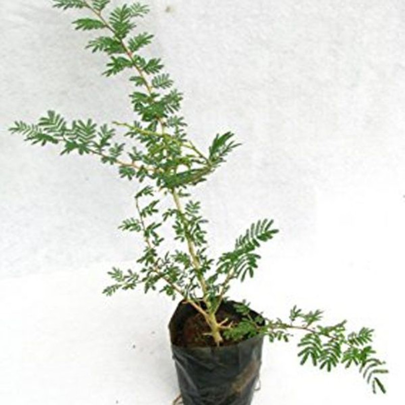 ssplants Live Shami Tree Indoor Outdoor Plant (small, 5-7 inch) Plant(Hybrid, Pack of 1, Herb)