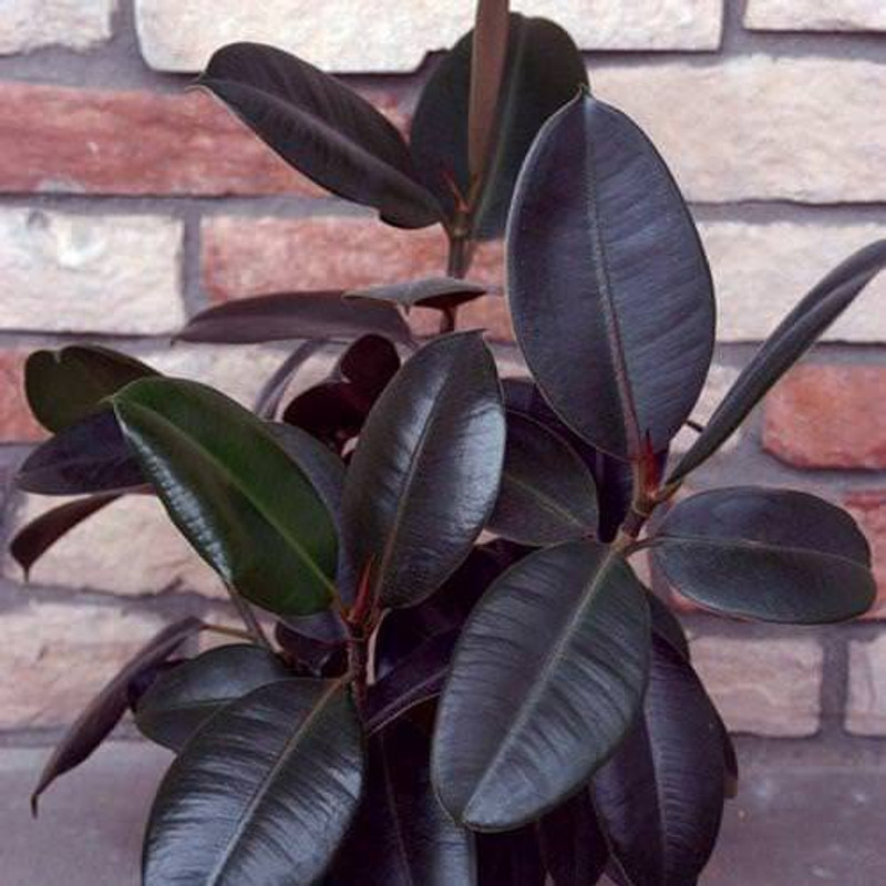 ssplants Ficus Elastica 'Burgundy' Rubber Live Plant Air Purifer with Pot Plant(Hybrid, Pack of 1, Herb)