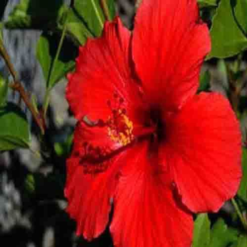 ssplants Amazing Plant Hibiscus (Red) Plant(Hybrid, Pack of 1, Flower)