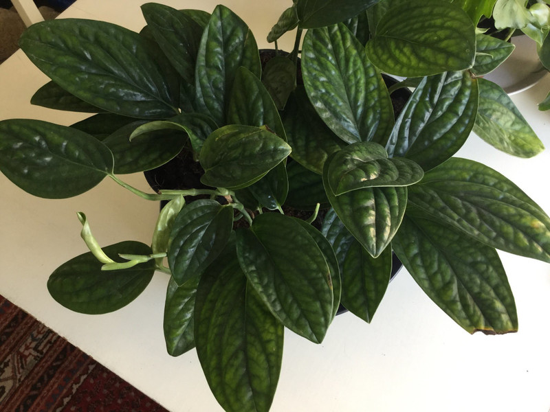Exoticrare Monstera Pera Karstenianum Rare Plant Plant Pack Of 1 Shrub Buy Online In Singapore At Desertcart Sg Productid 141325439