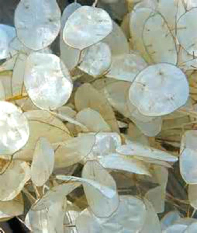 seeds Money Plants Seeds Seed(50 per packet)