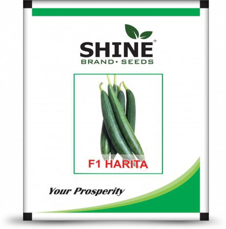 shine brand seeds SPONGE GOURD - F1 HARITA (10 GM) Seed(150 per packet)