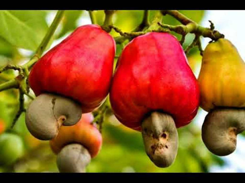 priyathams kaju seed Seed(10 per packet)