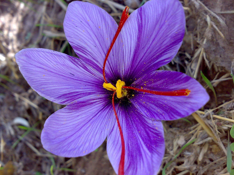 seedsnpots saffron bulb Seed(5 per packet)