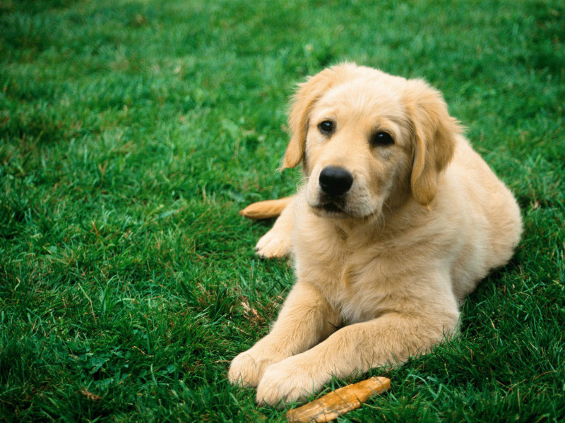 DOGS Photographic Paper(8 inch X 11 inch, PLAIN)