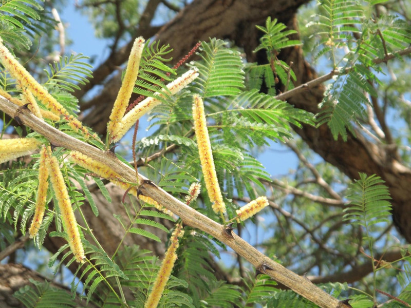 SHOP 360 GARDEN Khair Tree Seeds - Senegalia Catechu Tree, Babul, Cachu, Wadalee gum seeds, Koir, Kheriya Baval, Kher Kagli, Khair, Sandra, Cutch Tree, Black catechu Tree, Acacia catechu Tree Seeds - Pack of 100 grams Seed(100 per packet)