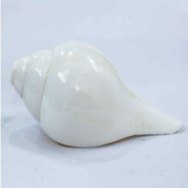 av craft pooja shankh Decorative Shankh(White)