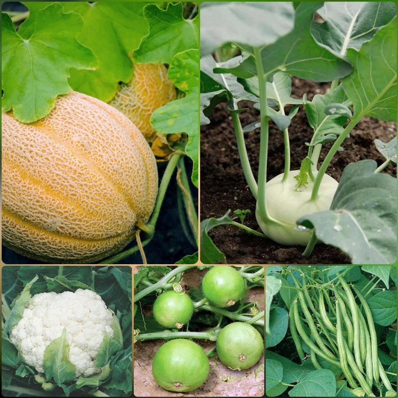 Shop 360 Garden Organic Vegetable Seeds Combo Cauliflower Tinda Beans Knol Khol Muskmelon Vegetable Seeds Pack Of 20 Seeds Each Seed 20 Per Packet Buy Online In Montenegro At Montenegro Desertcart Com Productid 145385638