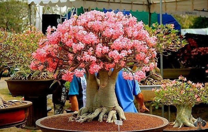 seedsnpots adenium arabicum Seed(10 per packet)
