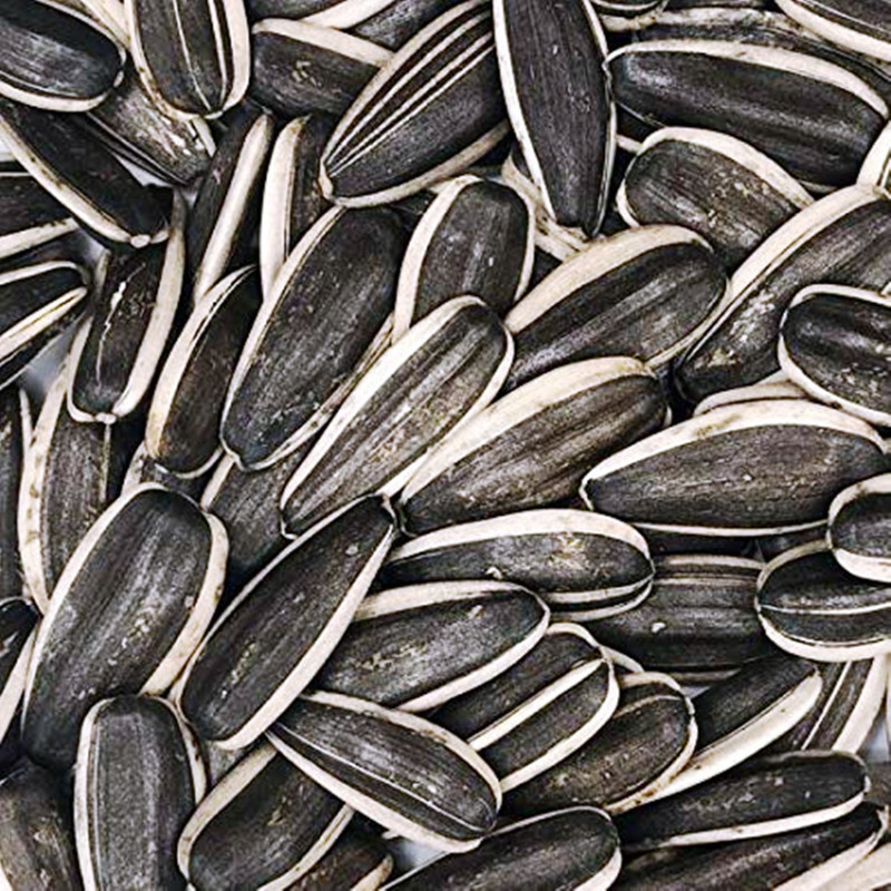 Foodies Puppies Large size Sunflower Seeds Nuts 1 kg (3x0.33 kg) Dry Adult, Young Bird Food