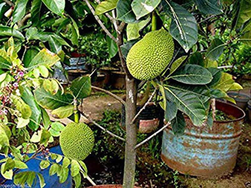 Trothic Gardens Super Dwarf Exotic" VIETNAM SUPER EARLY" Variety Jackfruit Grafted 1 Healthy Live Plant Seed(1 per packet)