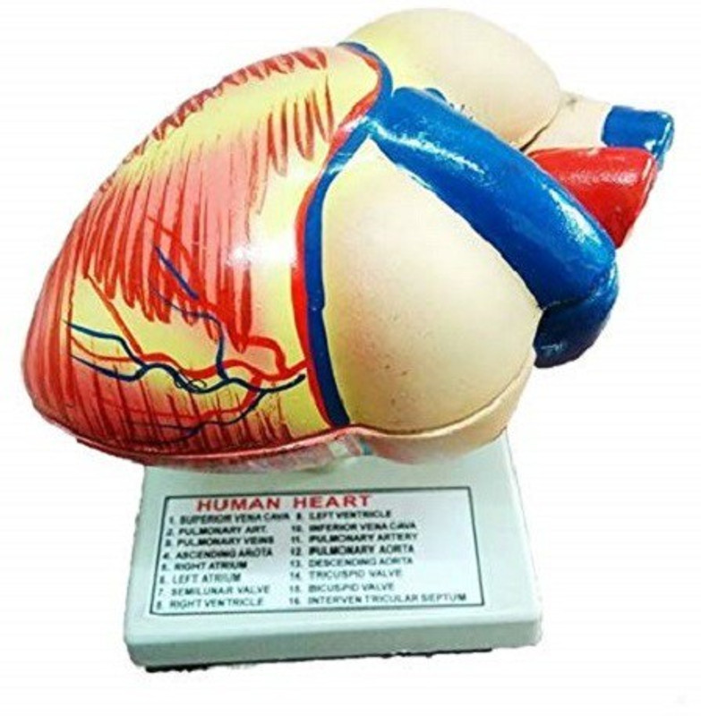 mans Human Heart Disectable Model001 Anatomical Body Model(Human Heart)