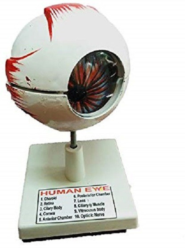 mans Eye Model01 Anatomical Body Model(Biological model)