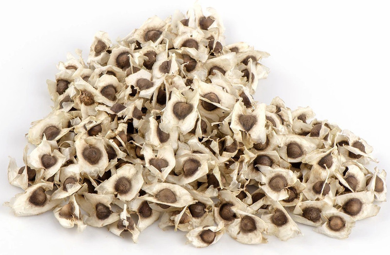 royal regina ORGANIC DRUMSTICK / SAJNA / MORINGA OLEIFERA SEEDS - PKM1-100 SEEDS Plant(Hybrid, Pack of 1, Vegetable)