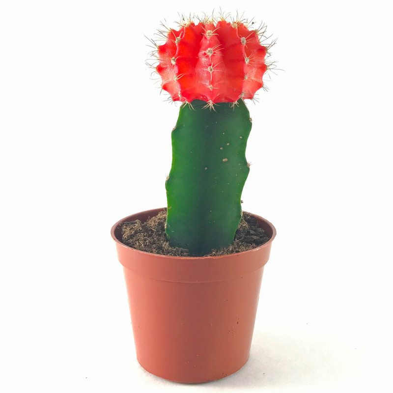 merrow Gymnocalycium mihanovichii (Moon Cactus) Plant(Hybrid, Pack of 1, Bonsai)