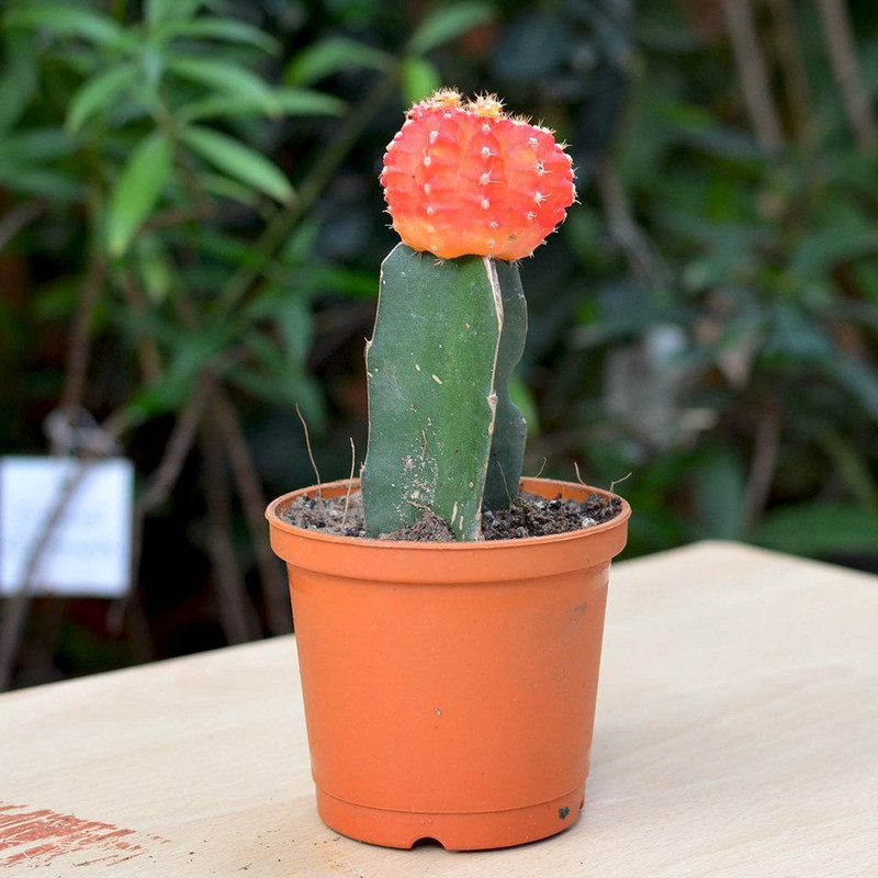 merrow Gymnocalycium mihanovichii (Moon Cactus) Plant(Hybrid, Pack of 1, Bonsai)