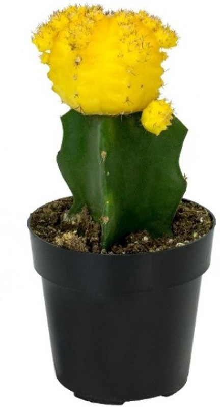 merrow Gymnocalycium mihanovichii (Moon Cactus) Plant(Hybrid, Pack of 1, Bonsai)