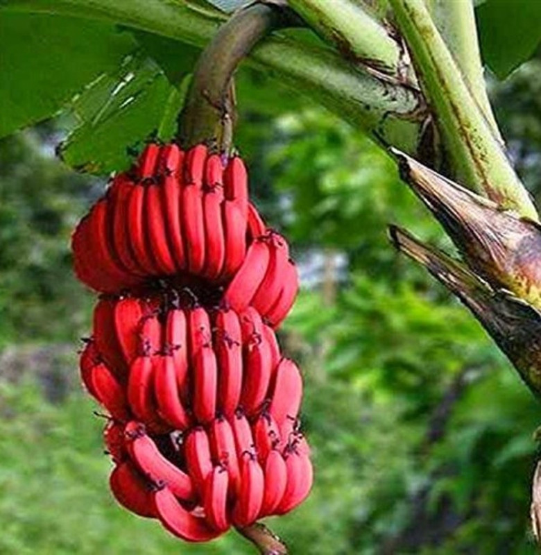 SHOP 360 GARDEN RED BANANA / MUSA ACUMINATA / SEVVAZHAI PAZHAM / CHOVAZHA TREE RHIZOME FOR PLANTING - PACK OF 1 RHIZOME (NOT PLANT) Seed(1 per packet)