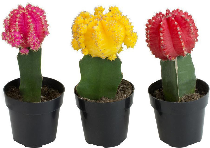 merrow Gymnocalycium mihanovichii (Moon Cactus) Plant(Hybrid, Pack of 3, Bonsai)