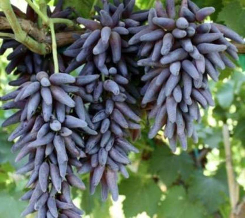 priyathams Black grapes Seed(25 per packet)