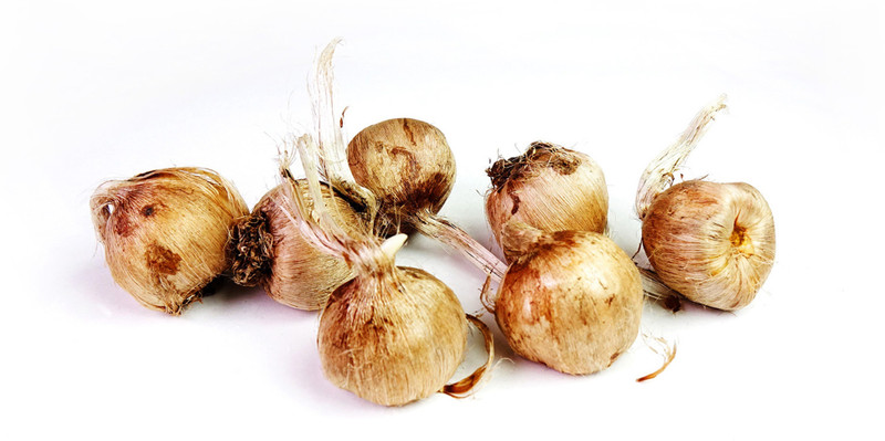 Saffron bulbs cheap