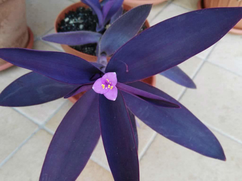 achc DIPA GARDEN PURPLE HEART/TRADESCANTIA PALLIDA PLANT WITH POT Plant(No Pack of 1 Shrub)