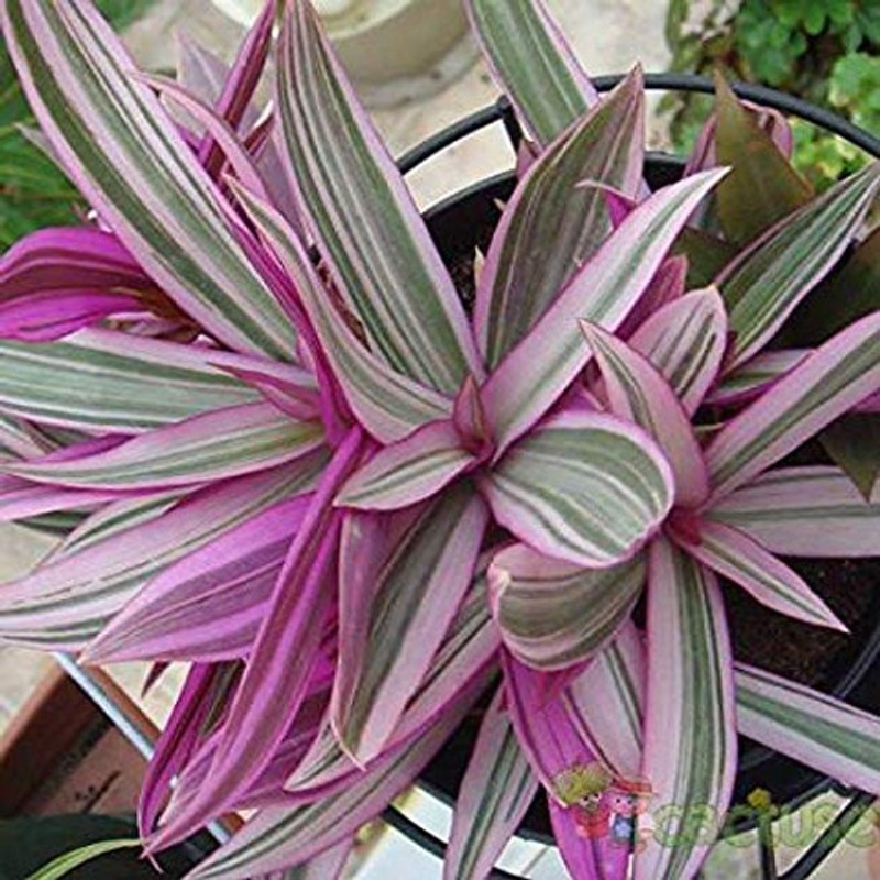 achc DIPA GARDEN TRADESCANTIA SPATHACEA SUCCULENT INDOOR OUTDOOR LIVE PLANT WITH POT Plant(Pack of 1, Foliage)