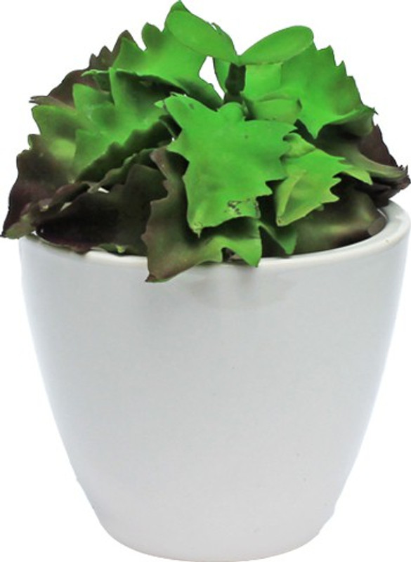 bloom bagicha Small Planter for Indoor/Outdoor/Office Desks/Table Top and Home/Garden Decor Plant Container(Ceramic, External Height - 8 cm)