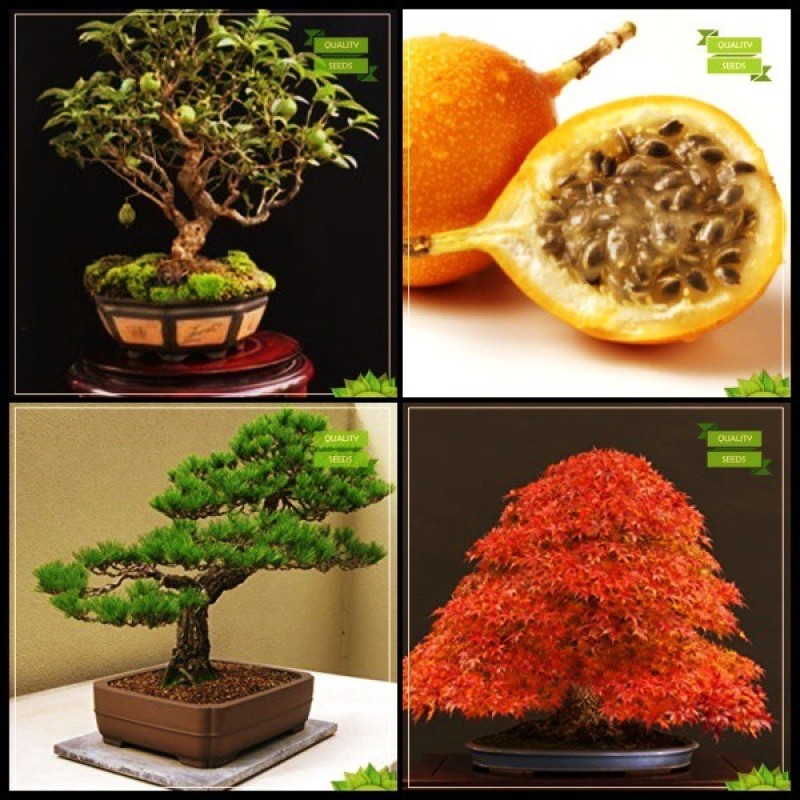 OhhSome Terrace Garden  Combo Bonsai Suitable Tree : Black Pin, Acer , Guava, Passion Fruit - Yellow Fruit Bonsai SuitableKitchen Garden Pack Seed(20 per packet)