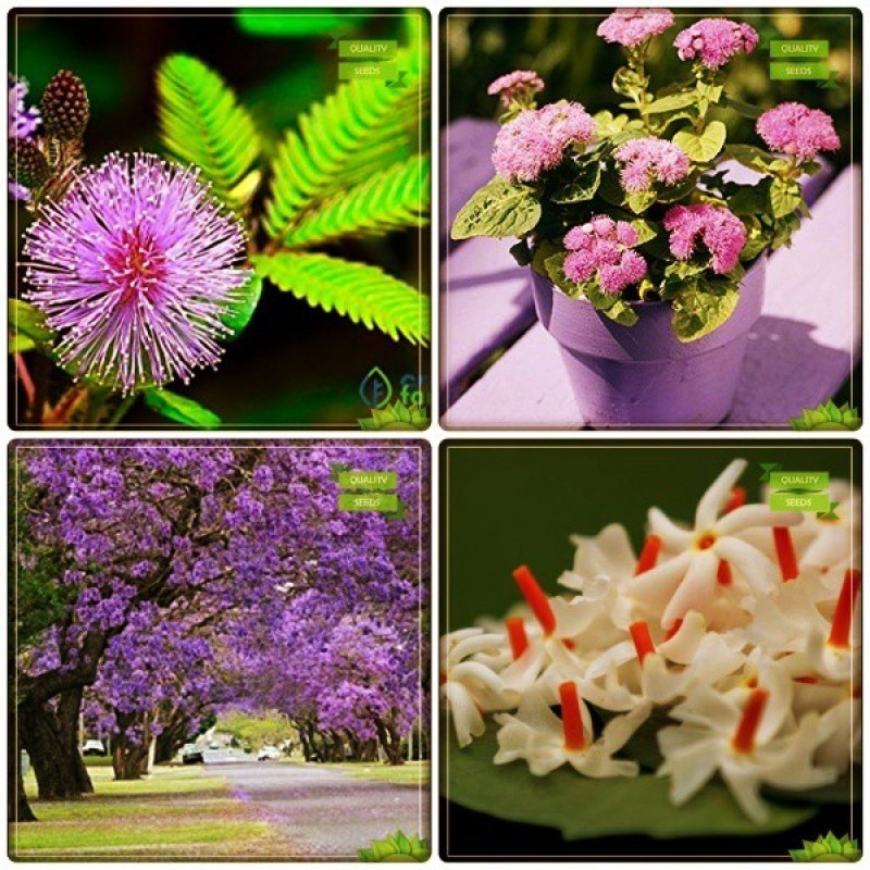 OhhSome  Gardening Combo Tree  : Jacaranda, Parijat, Arctotis Grandis, Ageratum Balls Flower  Kitchen Garden Pack Seed(20 per packet)