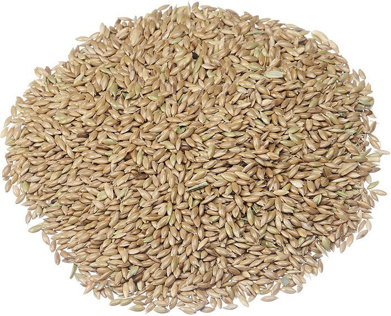RENUKA SEEDS CANARY SEEDS 450 GRAM FOR BIRD 0.45 kg Dry Young, New Born, Adult Bird Food