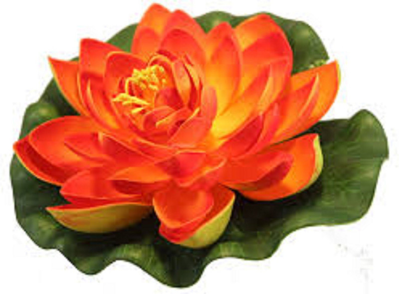 dannyboyzs Floating Flower Artificial Water Lotus Orange Wild Flower Artificial Flower(7 inch, Pack of 1)