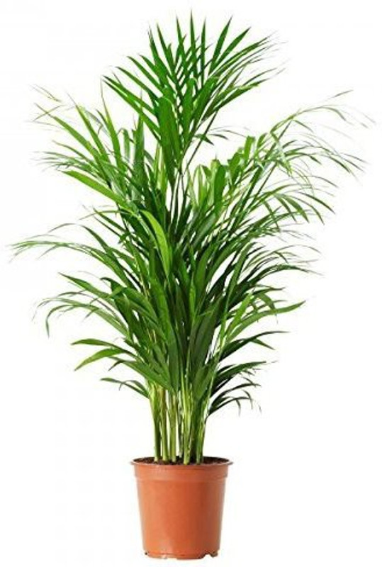 zooqa Areca Palm 1 feet Plant(Pack of 1, Foliage)
