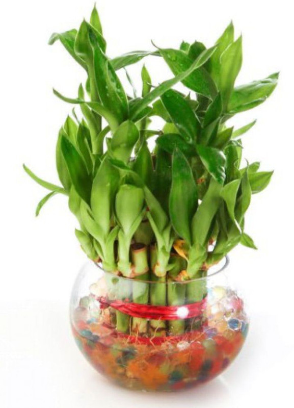 water heaven 2 layer green fengshui lucky bamboo pack of 2 Plant(Pack of 2, Bamboo)
