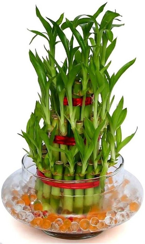 water heaven 3 layer big green feng shui lucky bamboo Plant(Pack of 1, Bamboo)