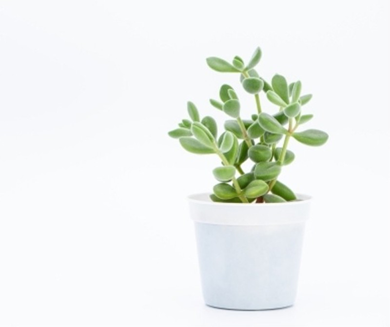 click2wish Good Luck Jade Plant (Lucky Plant, Feng Shui Plant, Decorative Plant, Beautiful low maintenance Plant) Plant(Hybrid, Pack of 1, Foliage)
