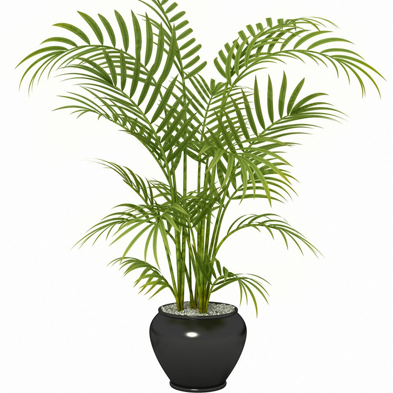 click2wish Bamboo grass/Pogonatherum paniceum is a perennial and densely tufted grass. It is widely used as an ornamental plant. Ornamental use: It is popular in landscaping. It makes good ornamental plant as it can be trimmed in various ways when grown dense. It is an excellent choice for edging. P