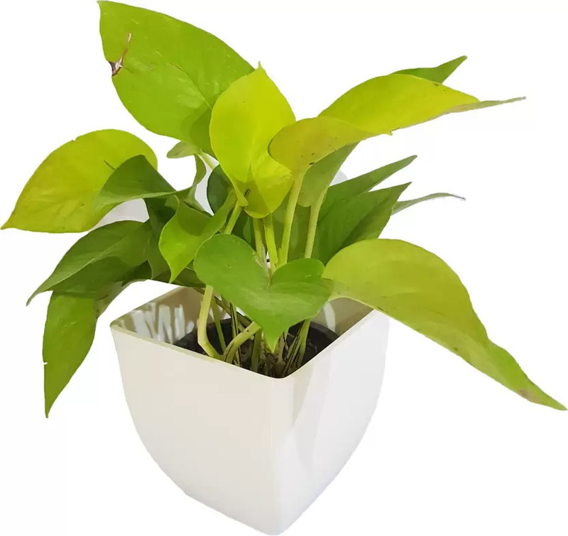 click2wish Air Purifying Good Luck Golden Money Plant - Golden Pothos Plant Plant(Hybrid, Pack of 1, Foliage)
