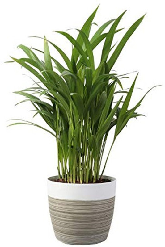 click2wish Areca Palm Plant(Hybrid, Pack of 1, Foliage)
